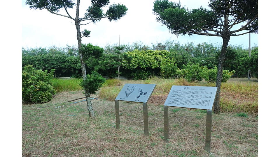 復育區設置了詳細的解說牌， 讓來訪遊客更清楚荸薺在澎湖的歷史淵源。